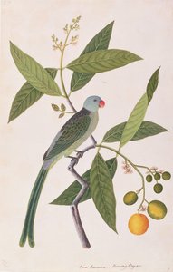 Perruche, tiré de Dessins d